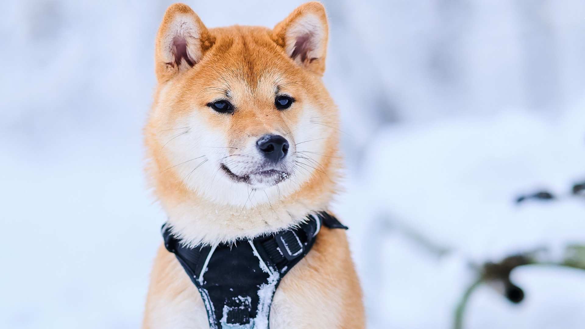 akita inu